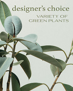 Designer\'s Choice - Variety of Green Plants