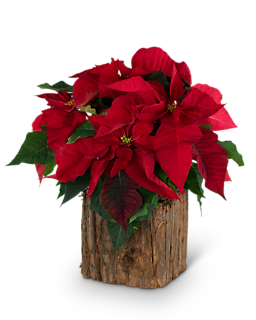 Natural Red Poinsettia Plant