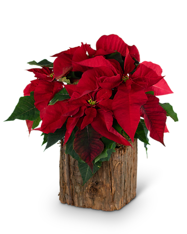 Natural Red Poinsettia Plant