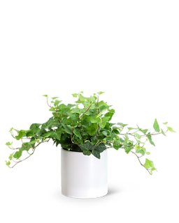 English Ivy Plant