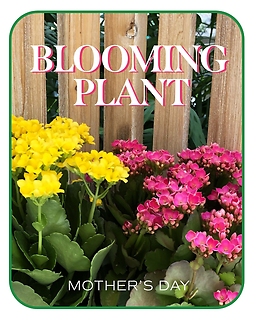 Mother\'s Day Blooming Plant
